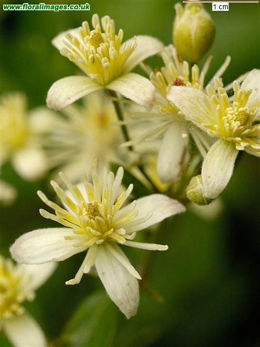 Clematis vitalba