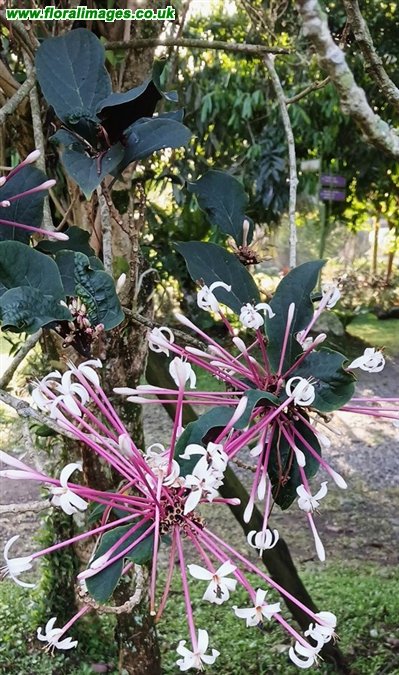 Clerodendron quadriloculare