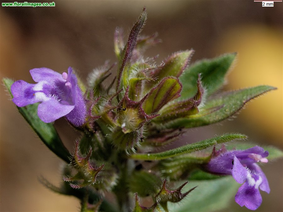 Clinopodium acinos