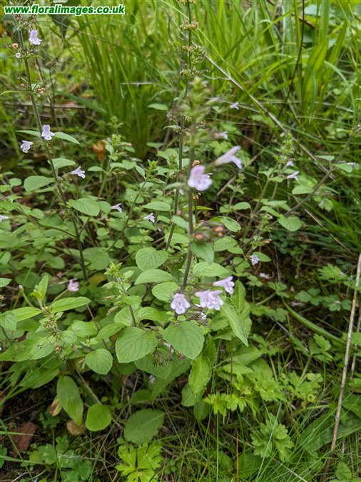 Clinopodium ascendens