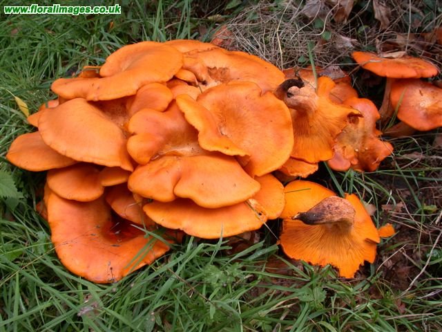 Clitocybe olearia