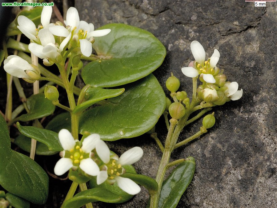 Cochlearia officinalis