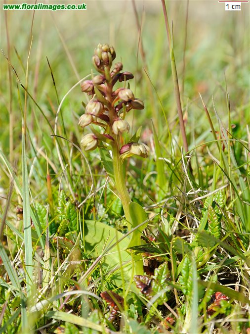 Coeloglossum viride