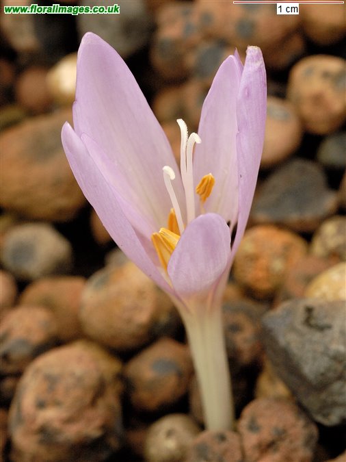 Colchicum alpinum