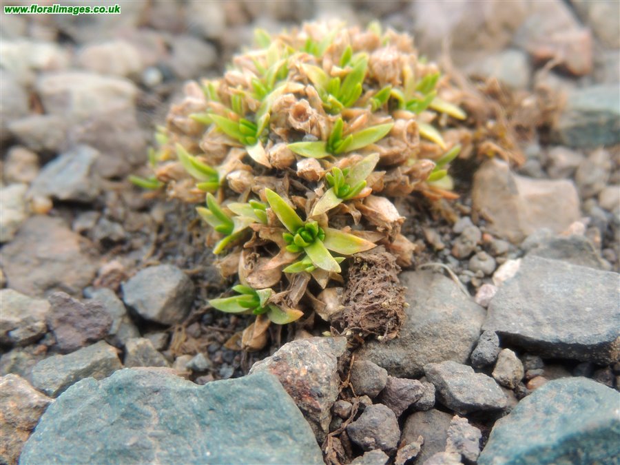 Colobanthus quitensis