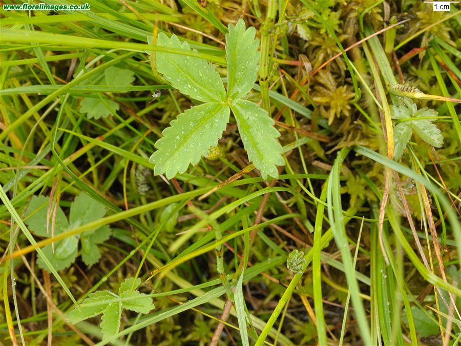 Comarum palustre