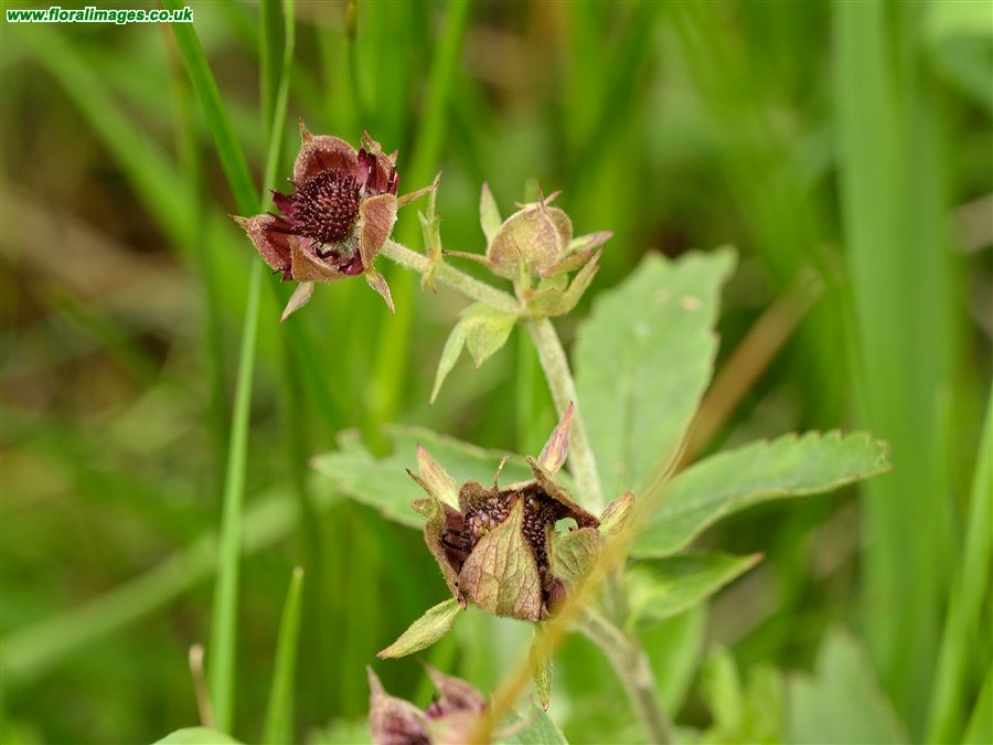 Comarum palustre