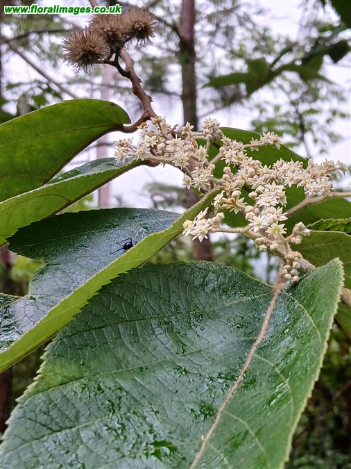 Commersonia bartramia