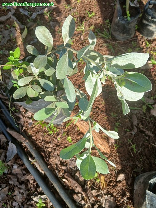 Conocarpus erectus
