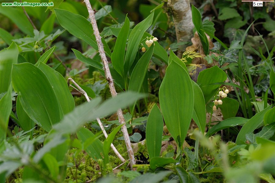Convallaria majalis
