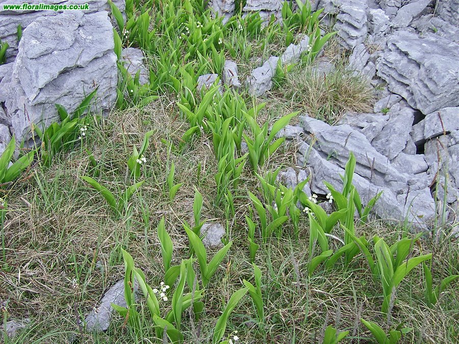Acer campestre