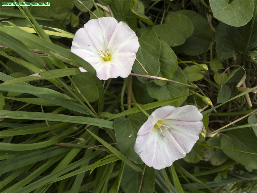 Convolvulus arvensis