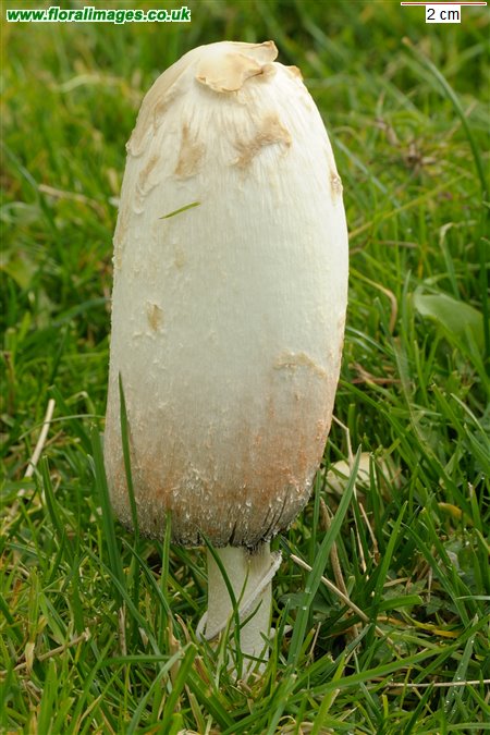 Coprinus comatus