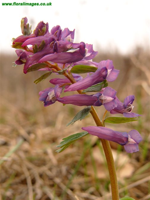 Corydalis solida