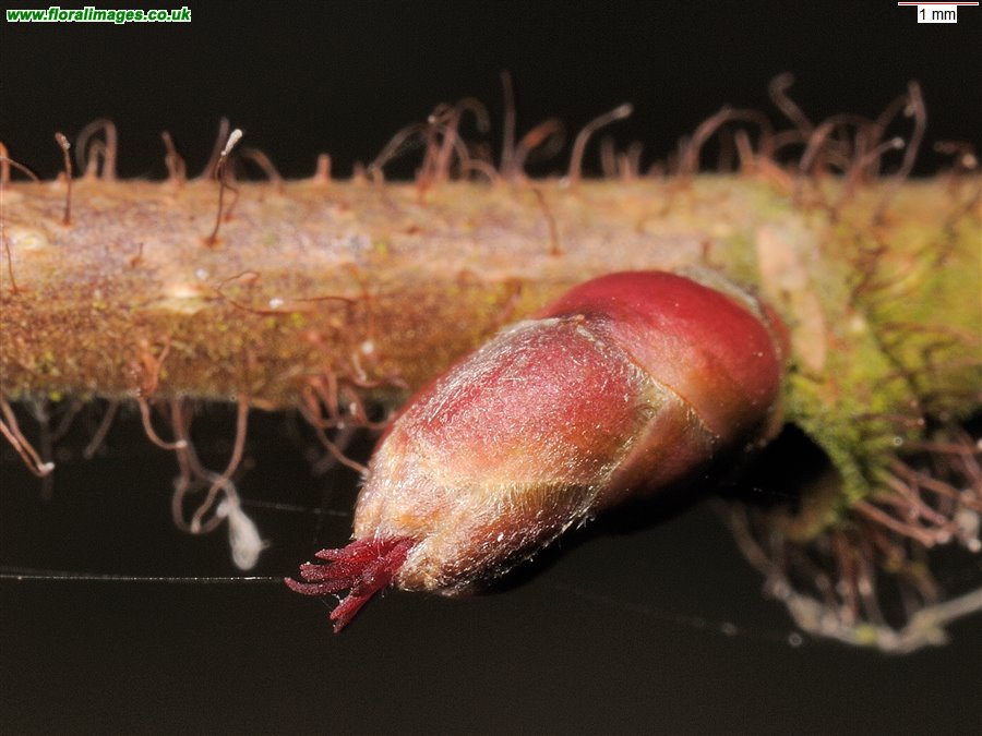 Corylus avellana