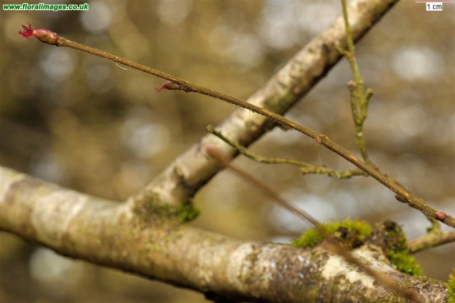 Corylus avellana