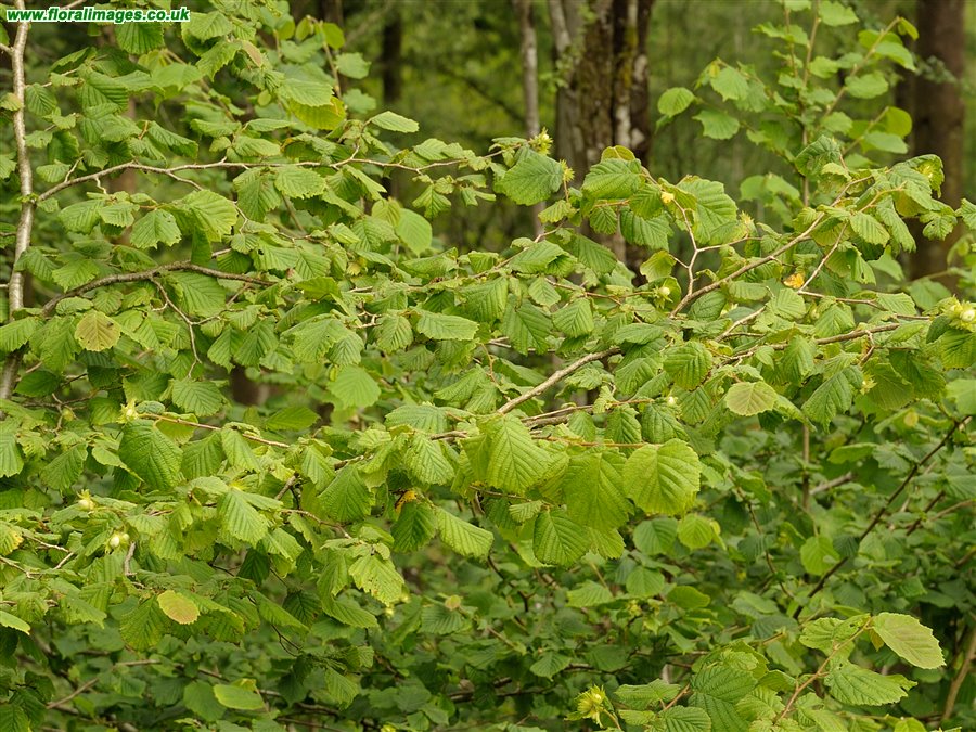Corylus avellana