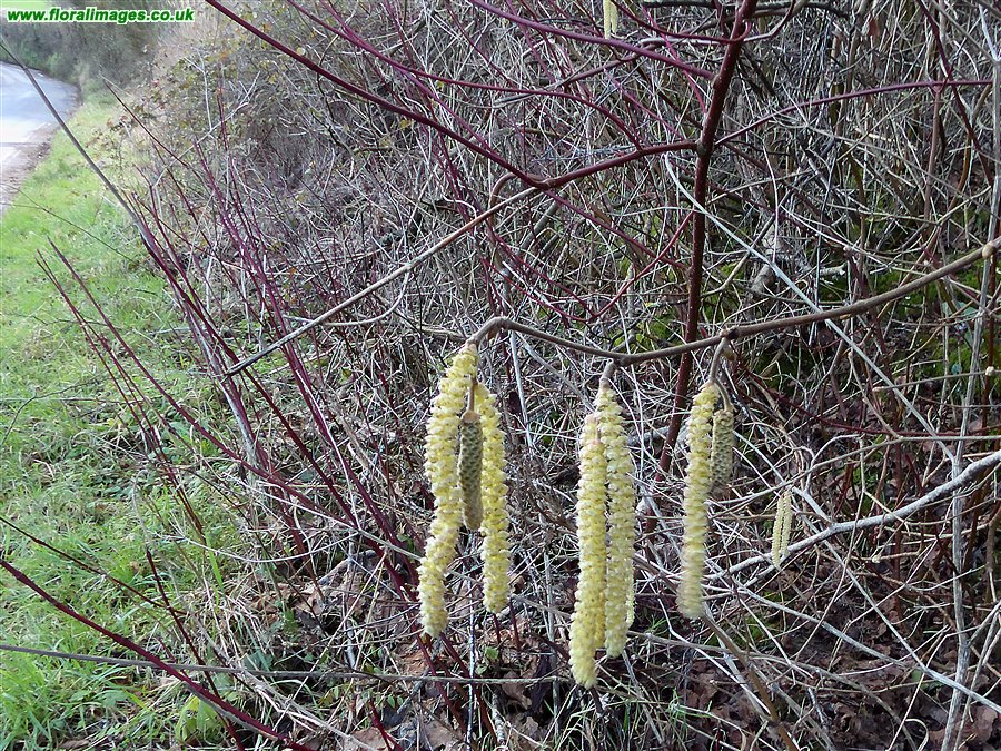 Corylus avellana