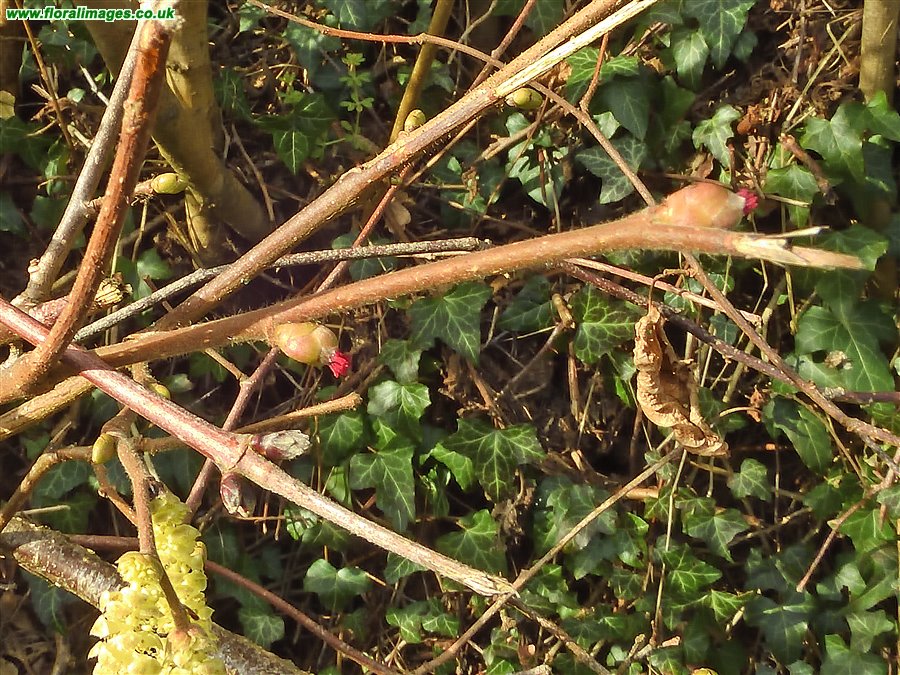Corylus avellana