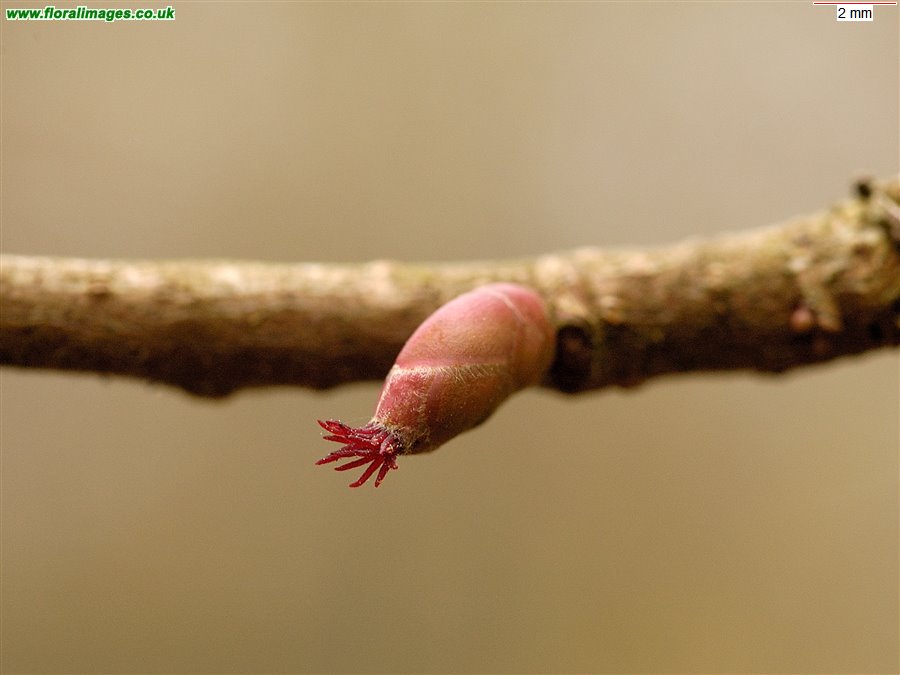 Corylus avellana