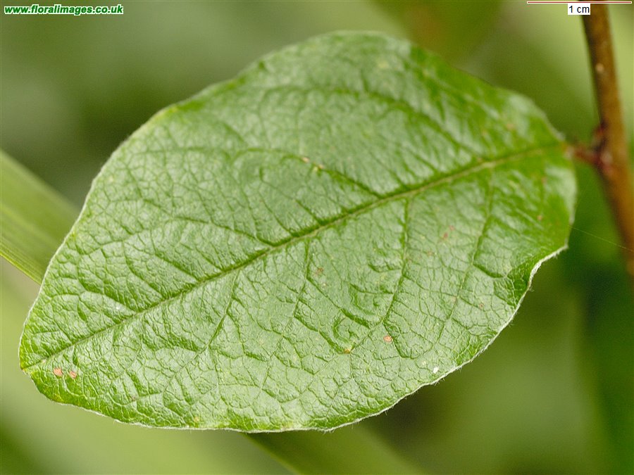 Cotoneaster melanocarpus