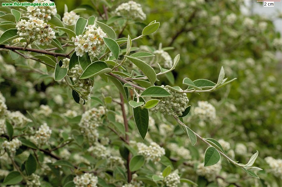 Cotoneaster tomentosus