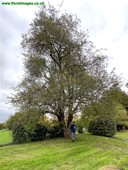 Crataegus monogyna