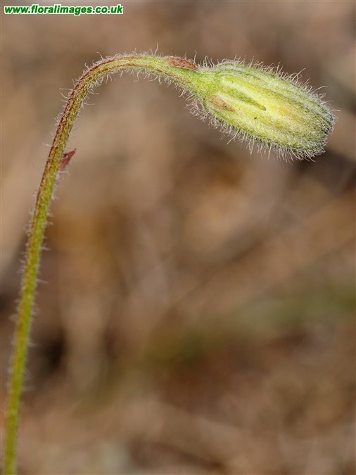 Crepis foetida
