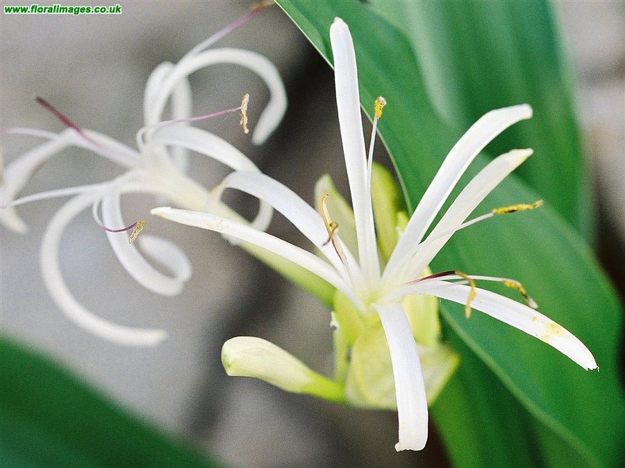 Crinum asiaticum