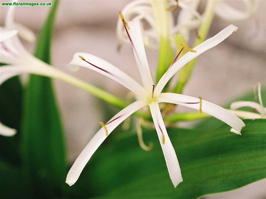 Crinum asiaticum