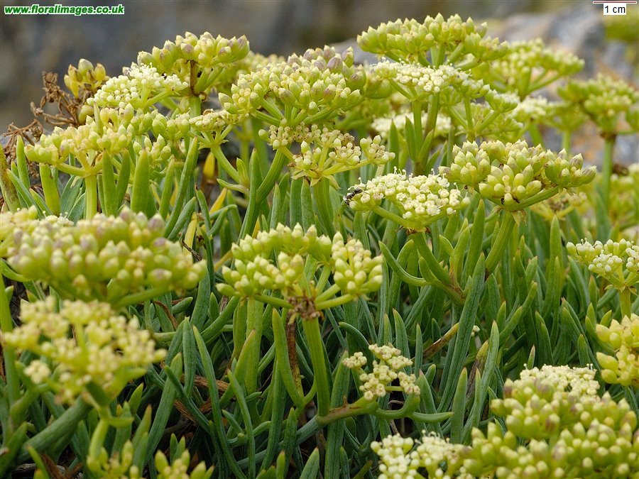 Crithmum maritimum
