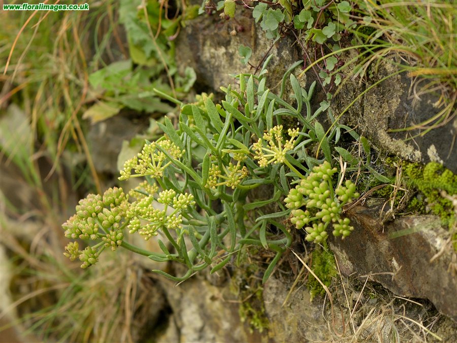 Crithmum maritimum