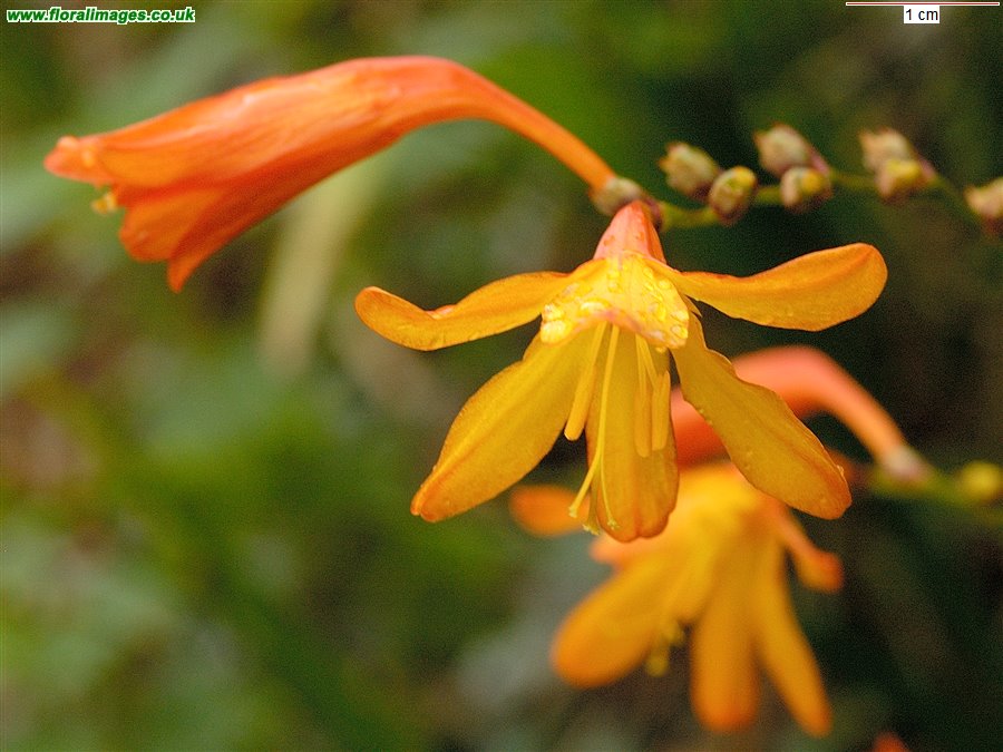 Crocosmia x crocosmiiflora
