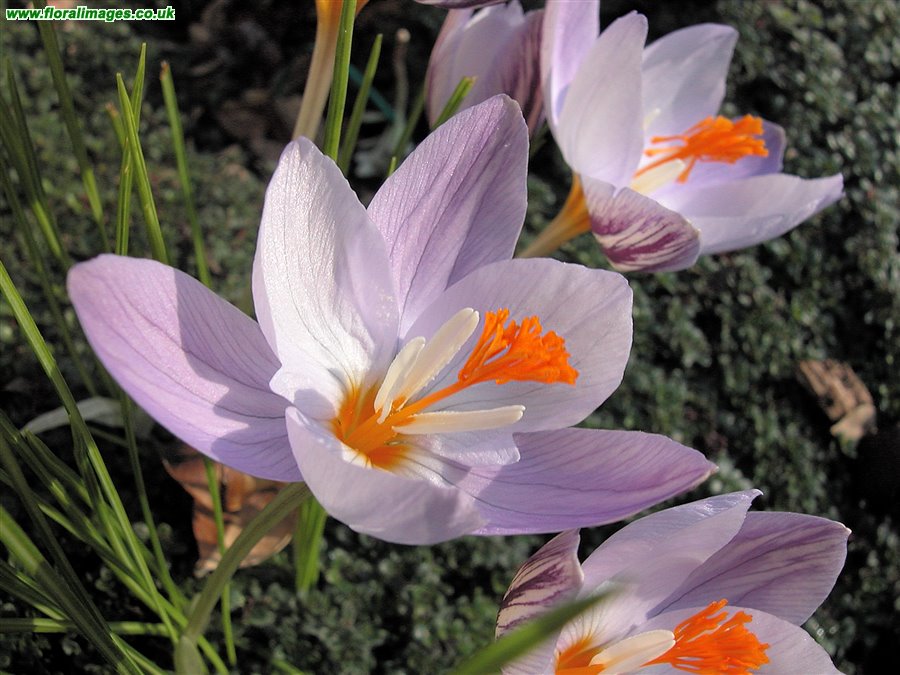Crocus laevigatus