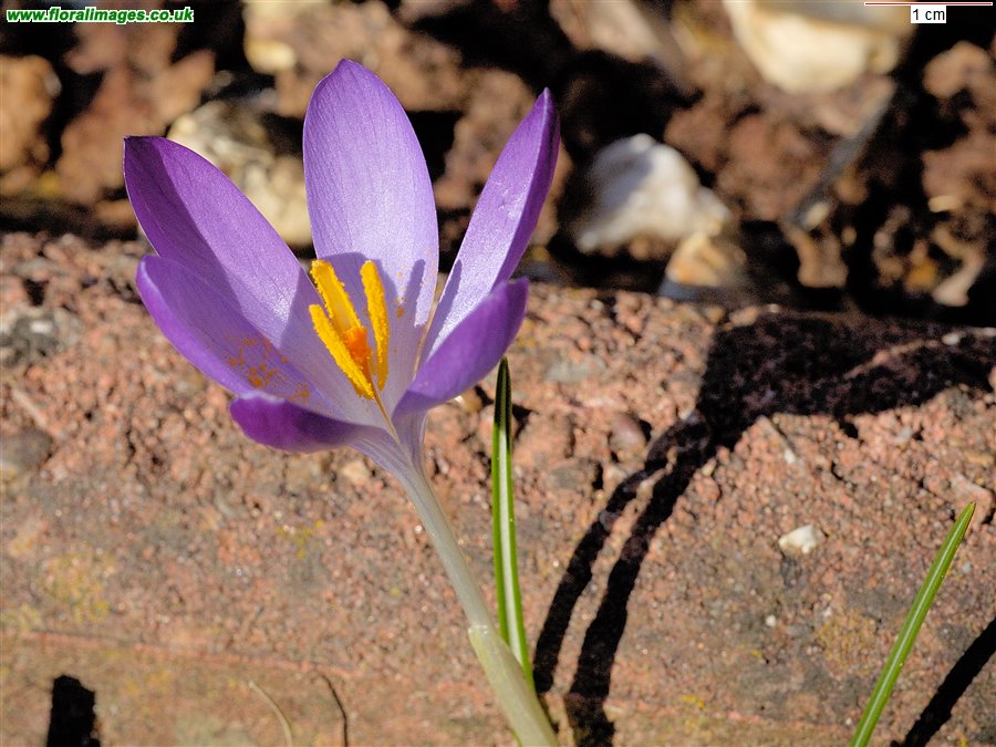 Crocus tommasinianus