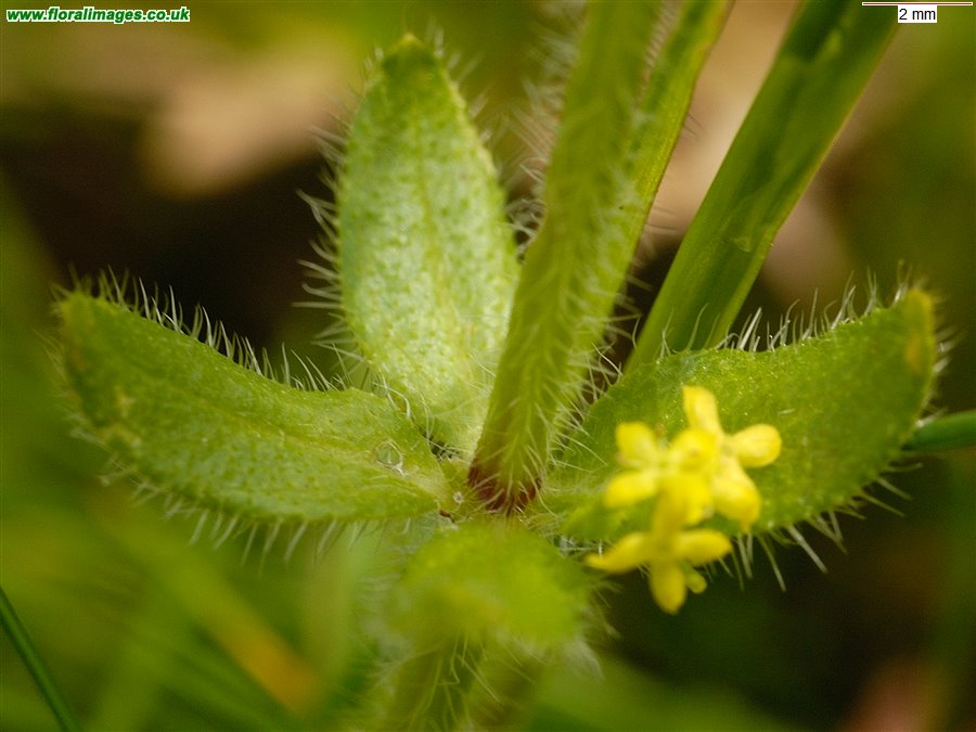 Cruciata laevipes