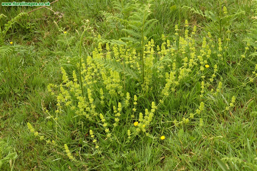 Cruciata laevipes