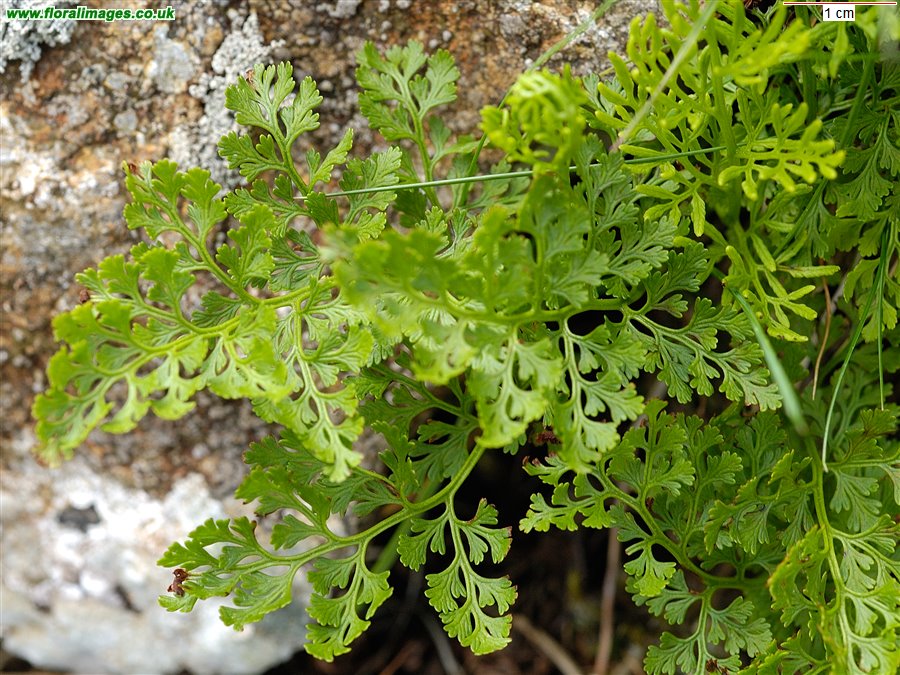 Cryptogramma crispa