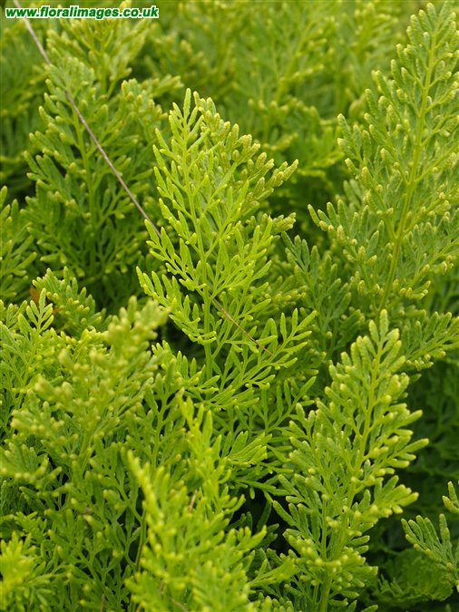 Cryptogramma crispa