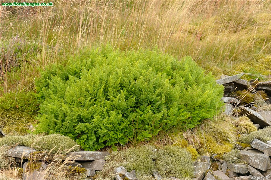 Cryptogramma crispa