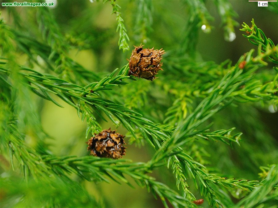 Cryptomeria japonica