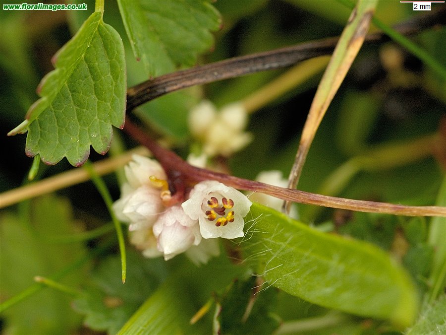 Cuscuta epithymum
