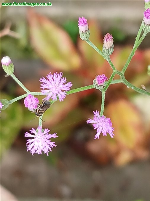 Cyanthillium cinereum