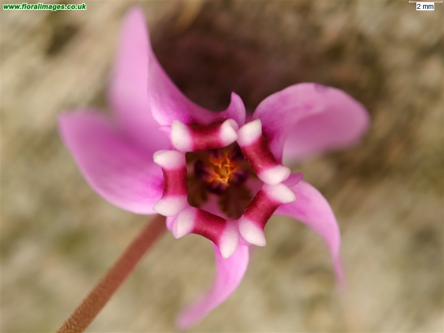 Cyclamen hederifolium