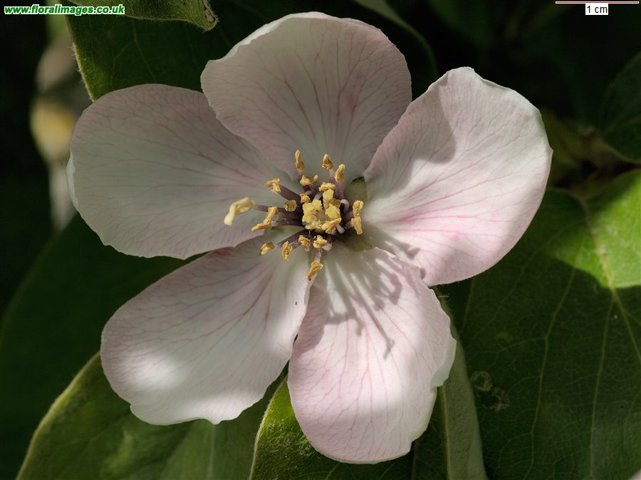 Cydonia oblonga