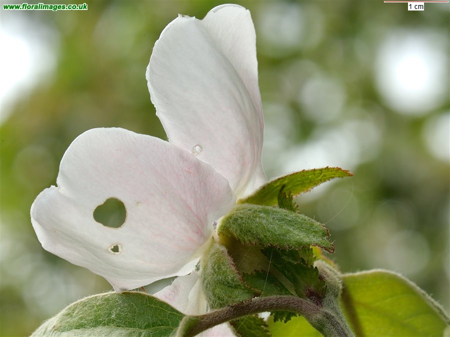 Cydonia oblonga