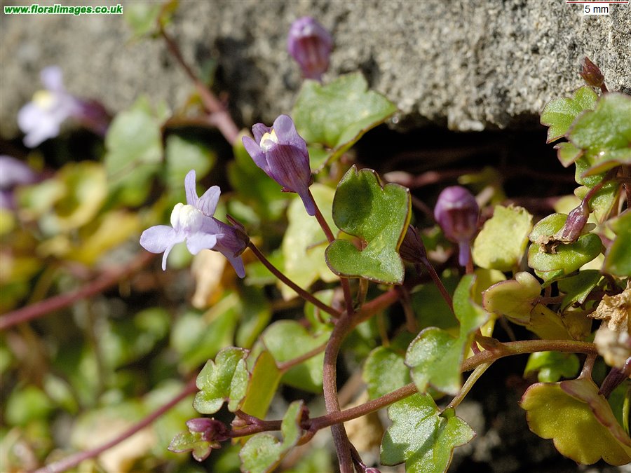 Cymbalaria muralis