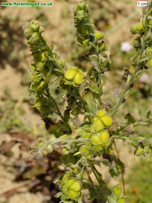 Cynoglossum officinale