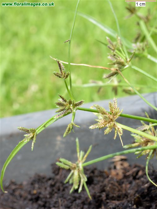 Cyperus fuscus