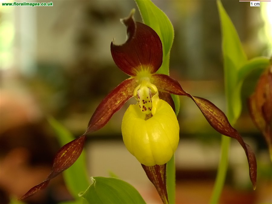 Cypripedium calceolus
